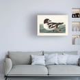 thumbnail image 3 of John James Audubon 'Golden Eye Duck' Canvas Art, 3 of 3
