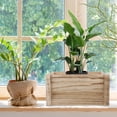 thumbnail image 1 of VERDANVERSE 1Set Rectangular Planter Wood Flowerpot Burnt Color Antique Design for Succulents, 1 of 6