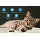 thumbnail image 1 of Cojín auto-calentable para gatos/perros, grande, 90x64cm, alfombrilla eléctrica calefactable para gatos sin pilas, manta suave y lavable para gatos., 1 of 4