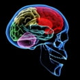 thumbnail image 2 of Human Brain Wall Mural by Wallmonkeys Peel and Stick Graphic (48 in H x 42 in W) WM324559, 2 of 4