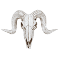 thumbnail image 4 of 2X Resin Sheep Skull Wall Hanging 3D Animal Sculpture Figurines Crafts Horns Home Decor, 4 of 8