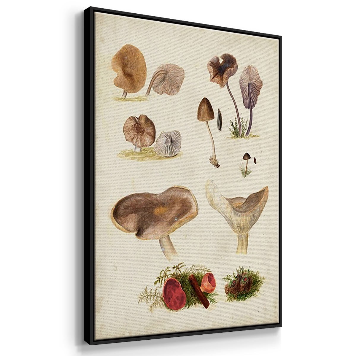 Mushroom Species I - Framed Premium Gallery Wrapped Canvas L Frame 3 Piece Set - Ready to Hang