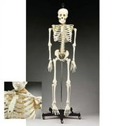 Budget Bucky Skeleton Stand Only (Without Skeleton)