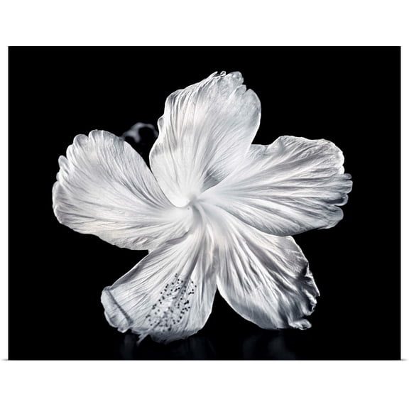 Great BIG Canvas | Rolled M Swiet Productions Poster Print entitled Close-Up Of A White Hibiscus