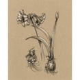 thumbnail image 3 of Harper, Ethan 12x14 Black Modern Framed Museum Art Print Titled - Botanical Sketch Black and White IV, 3 of 5