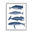 thumbnail image 4 of Stupell Industries Various Whales Types Sea Life Detailed Illustrations Graphic Art Gray Framed Art Print Wall Art, Design by Lettered and Lined, 4 of 5
