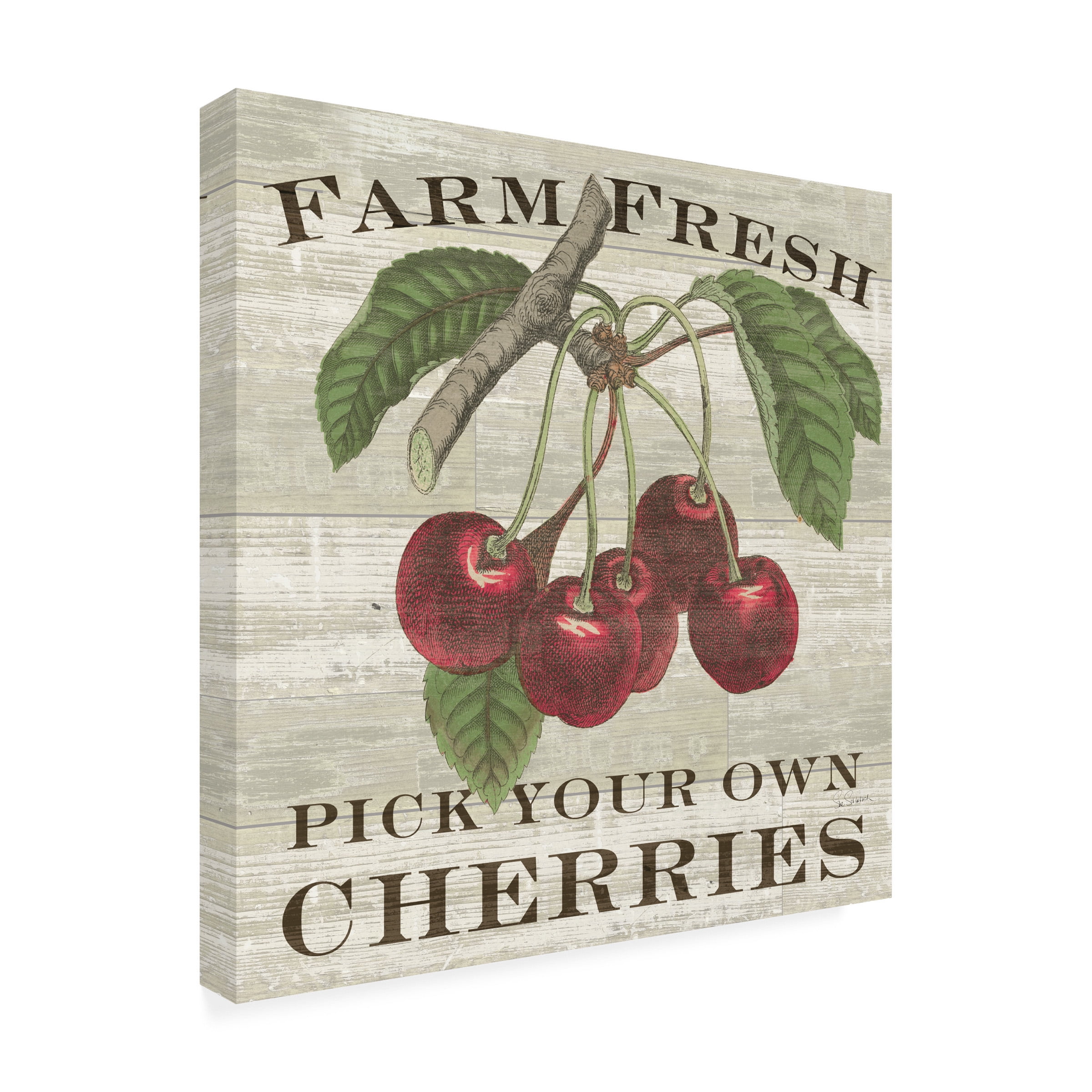 Trademark Fine Art 'Farm Fresh Cherries Square' Canvas Art by Sue Schlabach