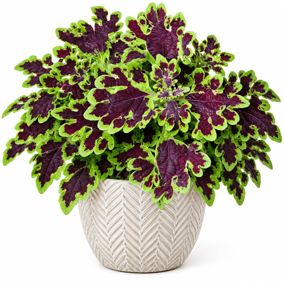 Set 4 Inky Fingers Coleus Live Plants 4-8 Inch Tall without Pot, Colorful Foliage Plant for Garden Growing