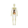 thumbnail image 2 of Fiocias Body Model Cognitive Toy Human Body Figure Skeleton Model Educational Science Kit Removable Organs Bones Interactive Assembly Function Suitable for Preschool Teaching Home Use style B, 2 of 8