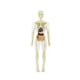 thumbnail image 2 of 19 piezas de modelo de estructura del cuerpo humano transparente, herramienta científica educativa, extraíble 3D estilo B, 2 of 9
