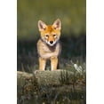 thumbnail image 2 of Lord, Fred 23x32 Black Ornate Wood Framed with Double Matting Museum Art Print Titled - Colorado, Rocky Mountain NP Curious young coyote, 2 of 4