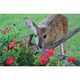 thumbnail image 2 of EPIC Professional Deer Scram Repellent 25lb Bucket, 2 of 4