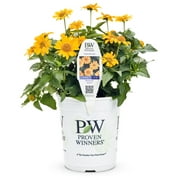 Proven Winner 2.5QT Heliopsis