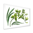 thumbnail image 2 of Designart 'Green Orchid Flowers On White' Traditional Framed Art Print, 2 of 4