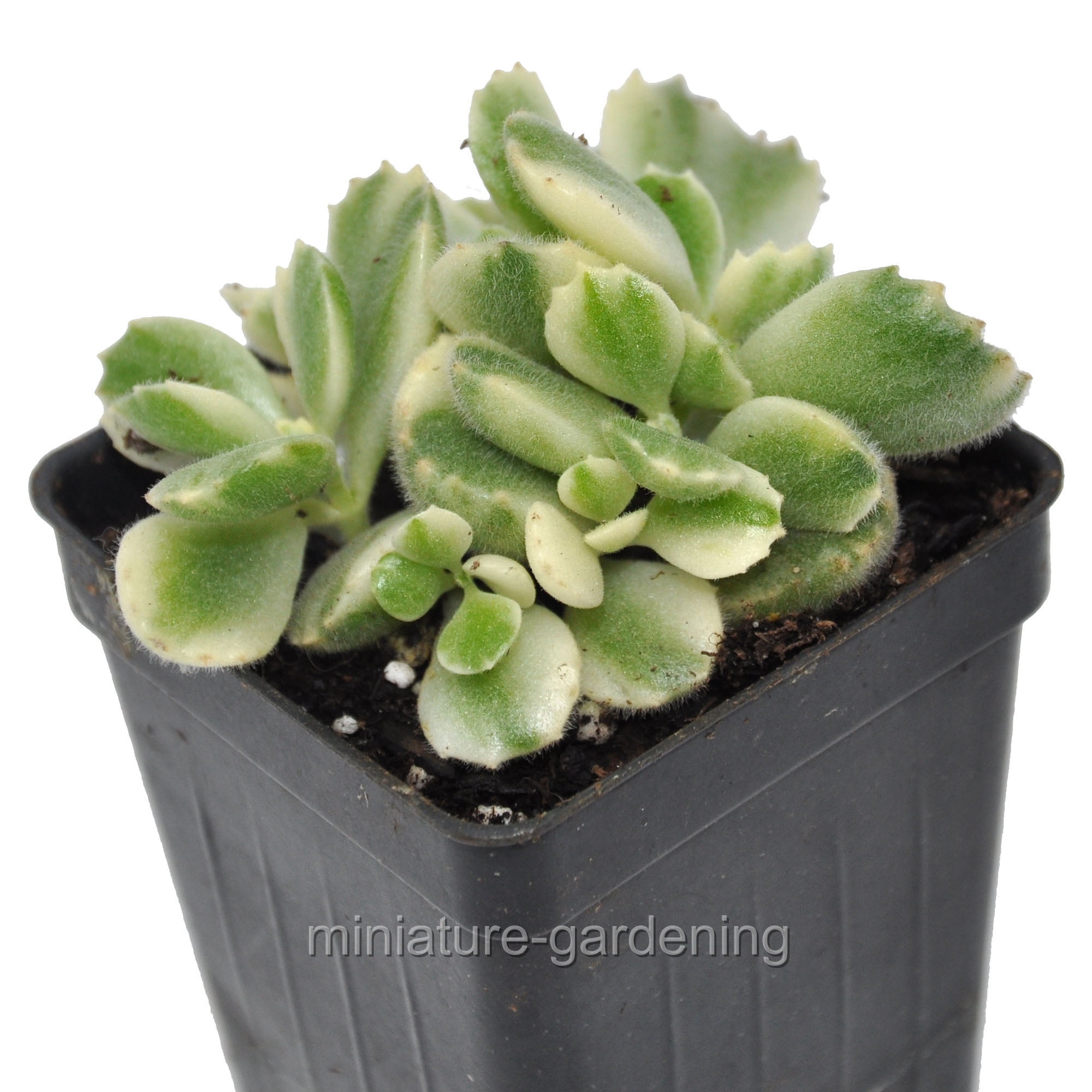 Cotyledon Tomentosa Bear Paw 4'' from California Tropicals