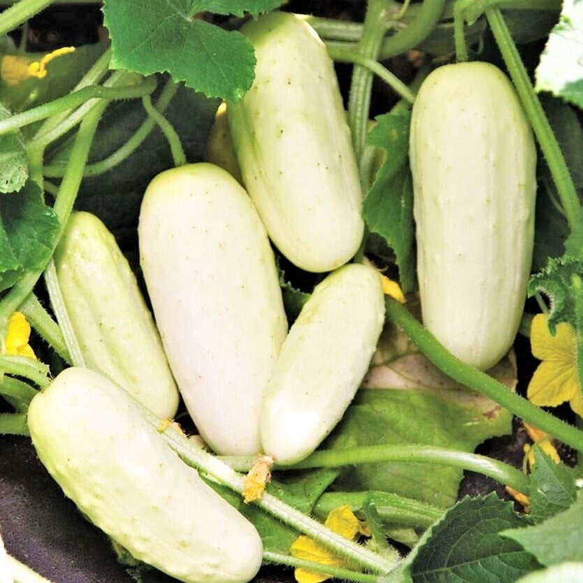 TomorrowSeeds White Wonder Cucumber Seeds 30+ Count Packet Ivory