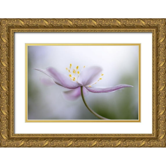 Disher, Mandy 14x11 Gold Ornate Wood Framed with Double Matting Museum Art Print Titled - Nemorosa