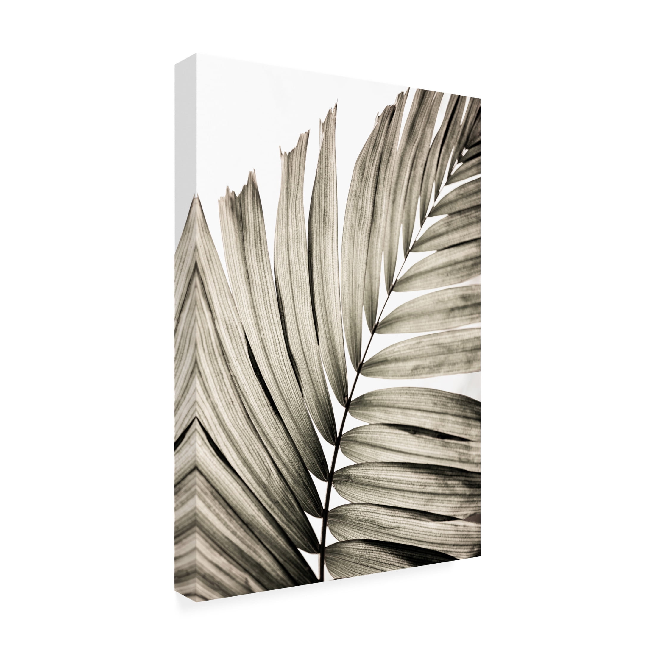 Trademark Fine Art Mareike Bohmer  Palm Leaves 22 Canvas Wall Art