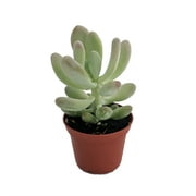 Pink Moonstone Succulent Plant - Pachyphytum bracteosum - Easy to grow -2.5" Pot