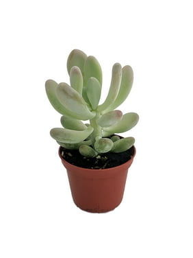 Pink Moonstone Succulent Plant - Pachyphytum bracteosum - Easy to grow -2.5