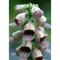 50 RUSTY FOXGLOVE Hummingbird Flower Digitalis Ferruginea Yellow Herald Seeds