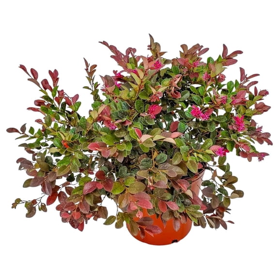 Tropical Plants of Florida 20" to 24" Loropetalum Plum Delight Plant; Purple Flowering Bush