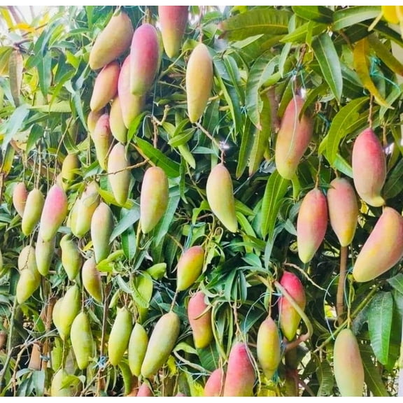Ivory MANGO TREE GRAFTED (2-4 Feet Tall). Ship to all states