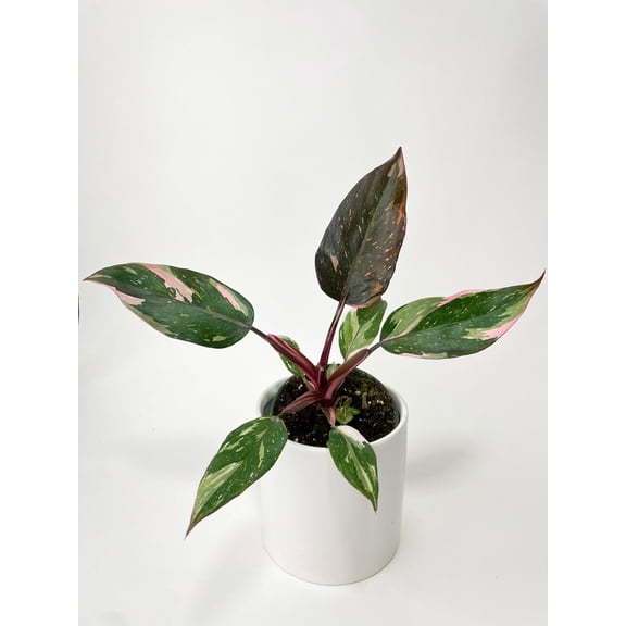 Bumble Plants 4" Philodendron Pink Princess Live Plants in 4" Nursery Pots, Rare