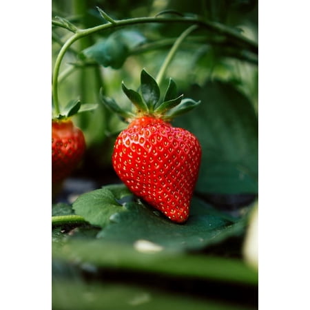 Hand Picked Nursery Camarosa June Bearing Strawberry Plants Live for Planting, Organically Grown, Non GMO - 10 Live Outdoor Plants
