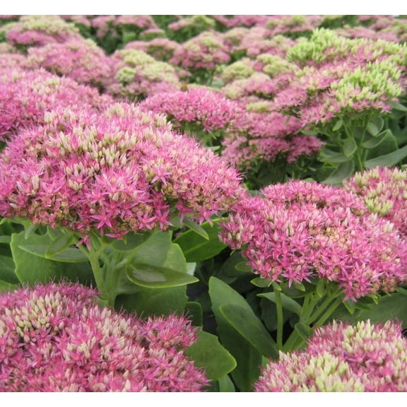 Neon Upright Stonecrop - 8 Inch Potted Perennial