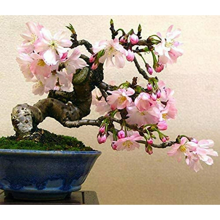 buy zz plant australia Buy ZZ Plants