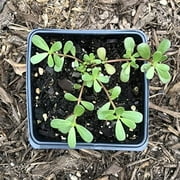 Live Organic Purslane Plant, (Portulaca oleracea L.) 2.5-inch Pot - Edible