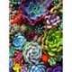 thumbnail image 2 of Cuadros Decorativos 5D DIY Diamante Pintura Suculenta Taladro completo Rhinestone Mosaico Arte Imagen Kits Tmvgtek embutido en tela, 2 of 9