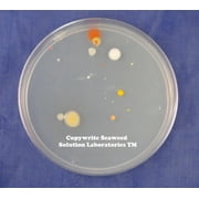 Pre-poured Nutrient Agar Plates and Swabs, Sterilized- 2, 100mm x 15mm Plates + 2 Sterile Swabs