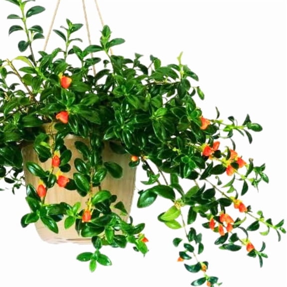 Goldfish Plant Live Houseplant in 4 Inch Pot, Vibrant Trailing Goldfish Plant with Orange Blooms
