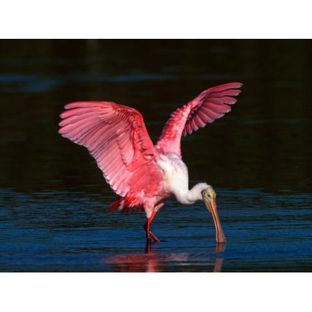 Refuge Point - Roseate Spoonbill, Ding Darling National Wildlife Refuge, Sanibel Island, Florida, USA Print Wall Art By Charles Sleicher
