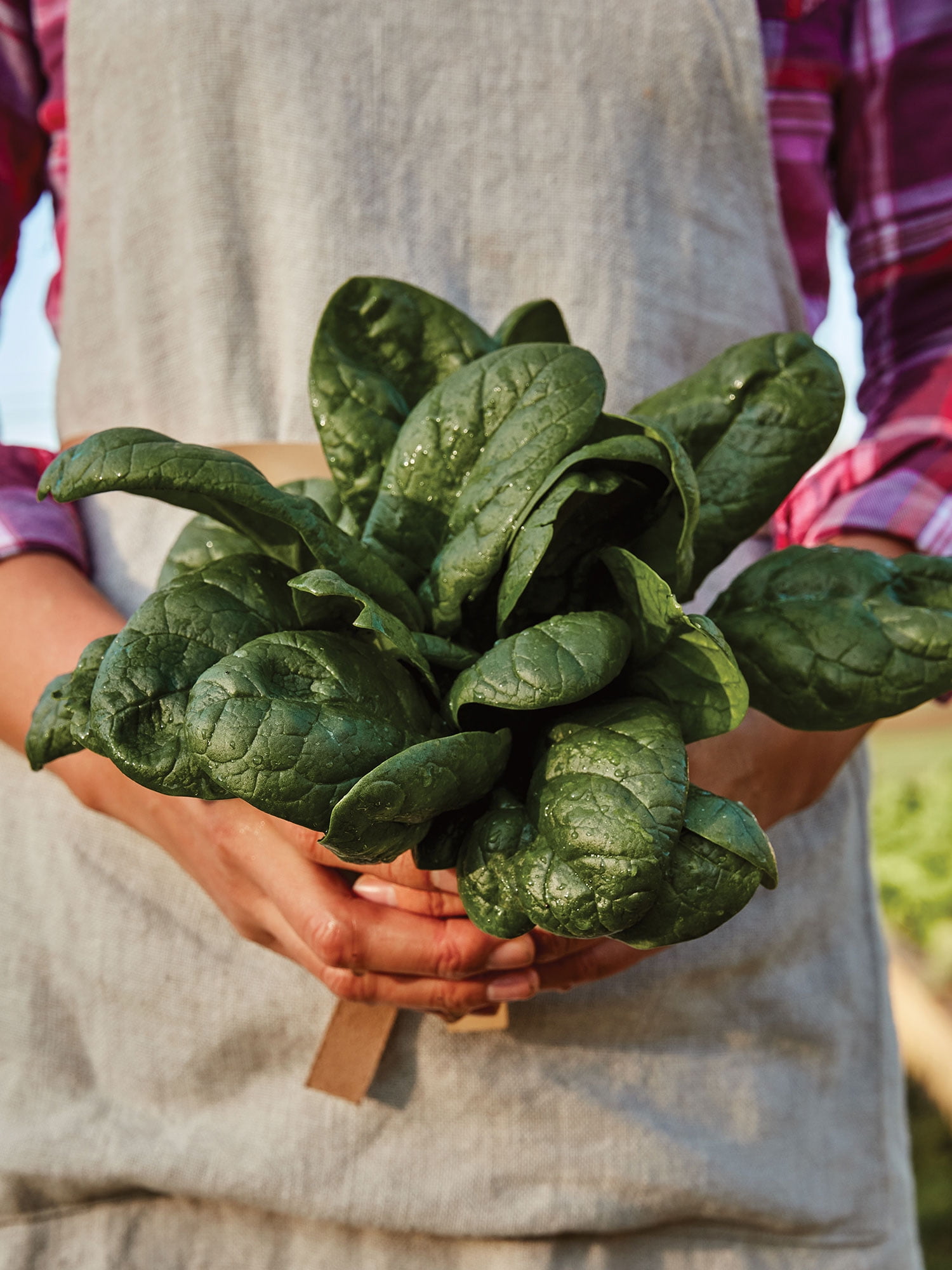 Burpee 1.5 gm Baby's Leaf Hybrid Spinach Annual Vegetable Seeds, Full Sun