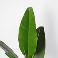 thumbnail image 2 of Artificial Potted Traveler's Tree - Avy, 2 of 6