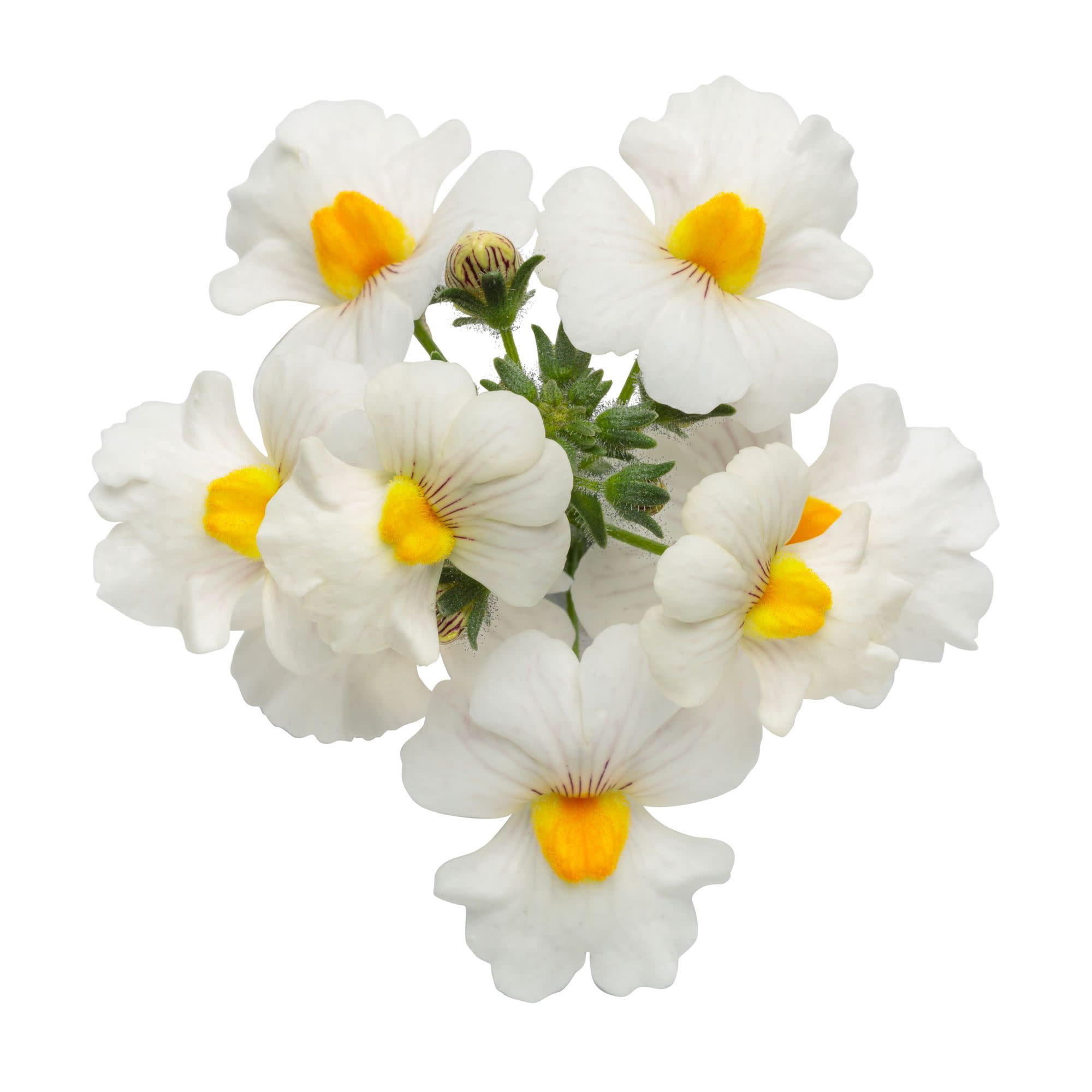 Proven Winners 4" White Sunsatia Coconut Nemesia Live Plant in 4.25" Pot (4 Count)