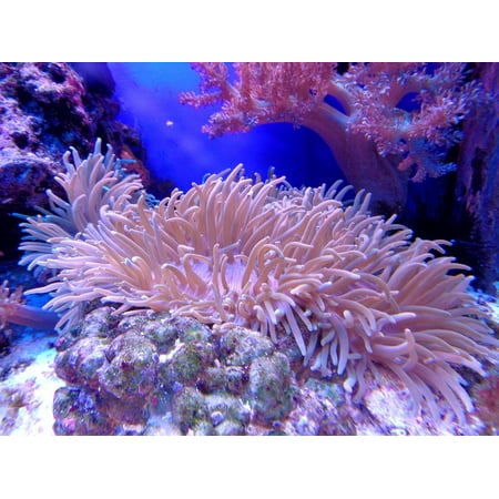 LAMINATED POSTER Ocean Water Anemone Reef Coral Cay Aquarium Sea Poster Print 24 x (Best Anemone For Reef Tank)