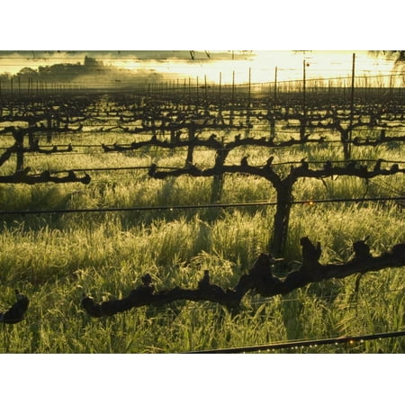 Oakville Napa Valley - Stelling Vineyard on Oakville Grade Road, near Oakville, Napa Valley, California Print Wall Art By Janis Miglavs