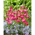 thumbnail image 2 of Easy to Grow Hardy Gladiolus Volcano 10 Bulbs, Bright Pink Blooms Spring Sun, 2 of 2