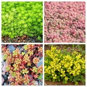 150 MIXED SEDUM Stonecrop Succulent Groundcover Red White Yellow Pink Purple Flower Seeds