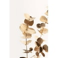 thumbnail image 2 of 1x Studio III 13x18 Black Ornate Wood Framed with Double Matting Museum Art Print Titled - Eucalyptus Gold No 01, 2 of 4