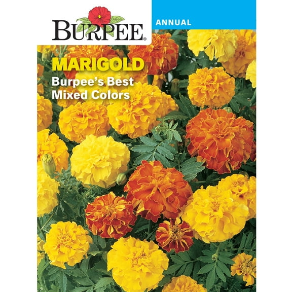 Burpee Burpee's Best Mixed Colors Marigold Flower Seed, 1-Pack