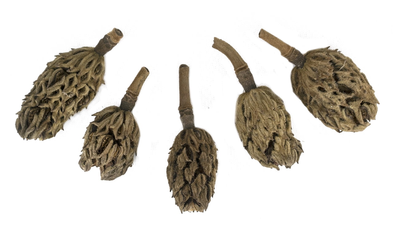 Josh's Frogs Magnolia Pods (Includes 5 Pods)