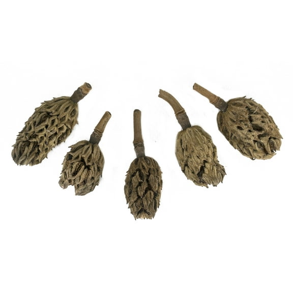 Josh's Frogs Magnolia Pods (Includes 5 Pods)