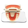 thumbnail image 2 of Minnieouse 5 unids/set Universal de vidrio reflectante para dientes, Reflector de espejo intraoral, espejos para la salud de la boca, accesorio de cuidado de los oídos, 2 of 6