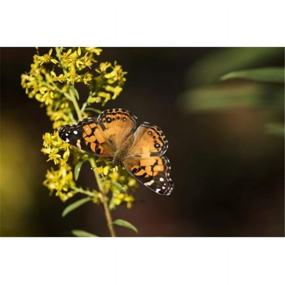 Painted Lady Butterfly Cynthia Feeds On Goldenrod - Tahlequah Oklahoma United States of America Poster Print by Robert L.Potts, 19 x 12