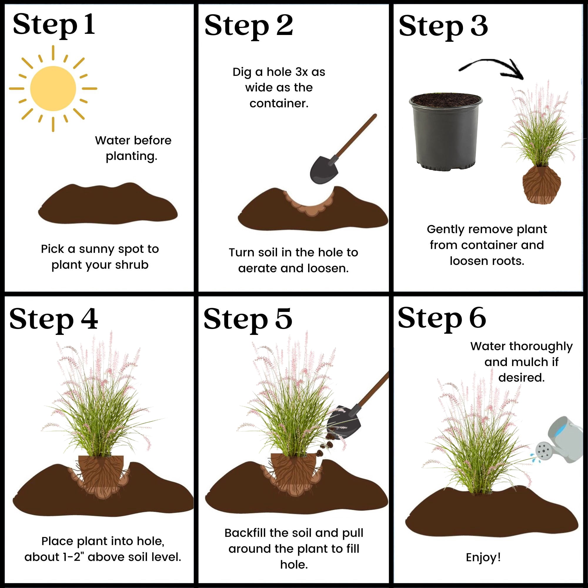 Karley Rose Fountain Grass Live Plant (2.25 Gallon)